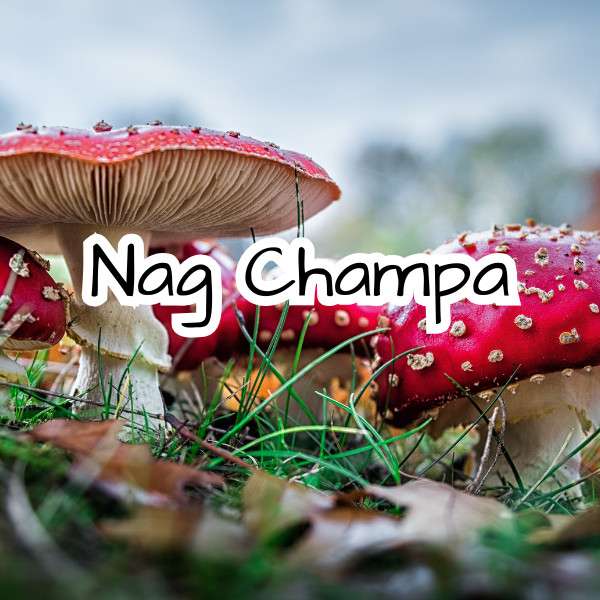 Nag Champa Scented Candle - Hippie Scent - Incense - Dragons Blood - Patchoulli