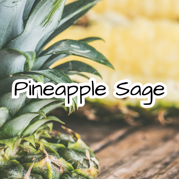 Pineapple Sage Scented Candle - Pineapple - Citrus - Sage - Rosemary